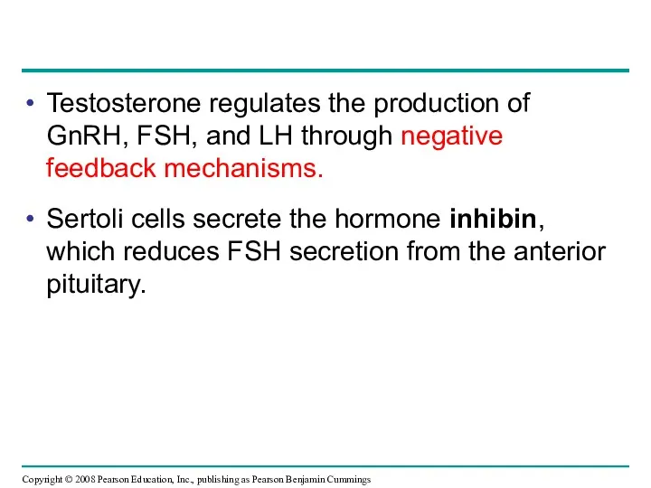 Testosterone regulates the production of GnRH, FSH, and LH through