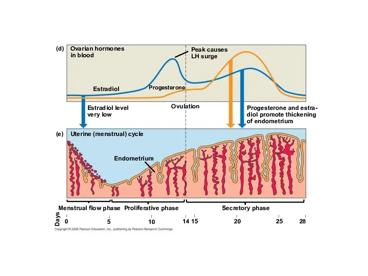 Ovarian hormones in blood Peak causes LH surge Estradiol level