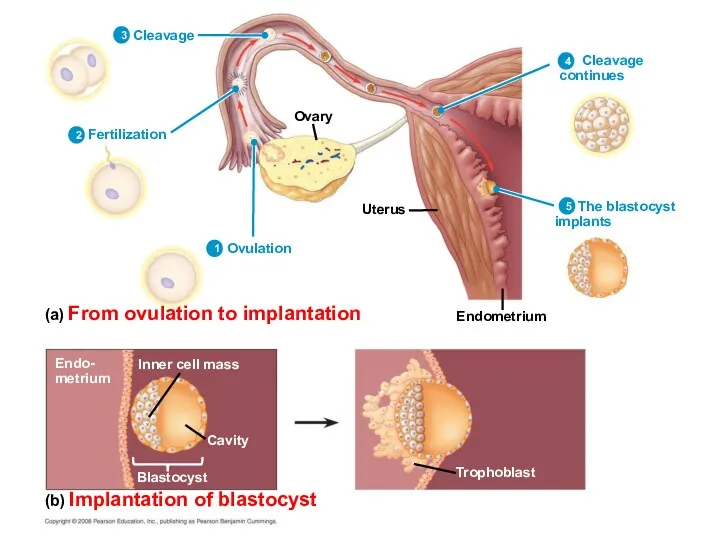 Ovary Uterus Endometrium (a) From ovulation to implantation (b) Implantation