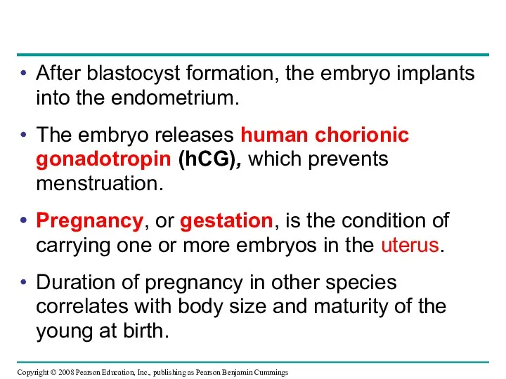 After blastocyst formation, the embryo implants into the endometrium. The