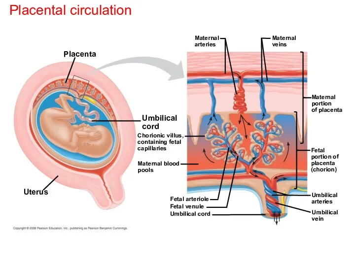 Placental circulation Placenta Uterus Umbilical cord Chorionic villus, containing fetal