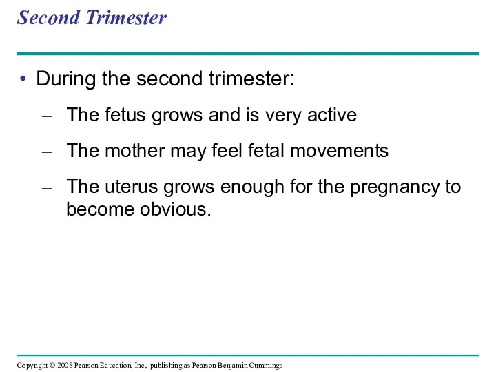 Second Trimester During the second trimester: The fetus grows and