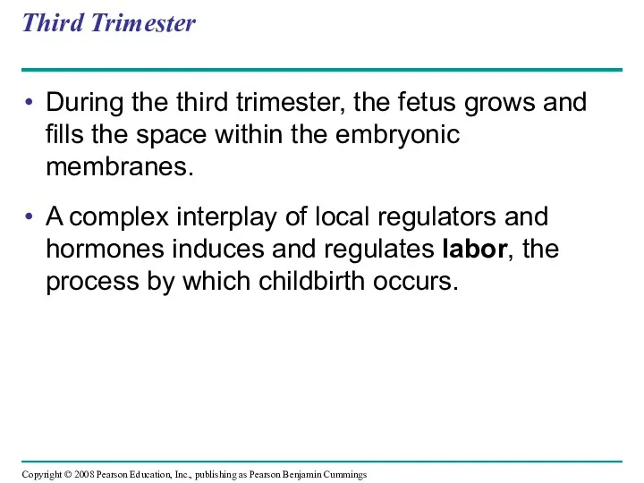 Third Trimester During the third trimester, the fetus grows and
