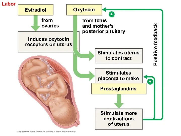 Labor Estradiol Oxytocin from ovaries Induces oxytocin receptors on uterus