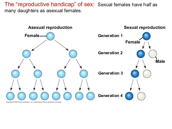 The “reproductive handicap” of sex: Sexual females have half as