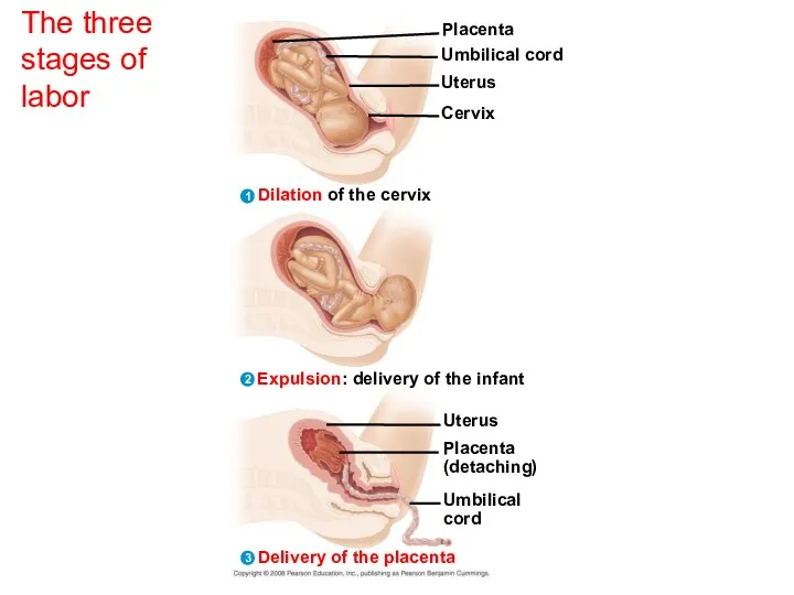 The three stages of labor 3 2 1 Dilation of