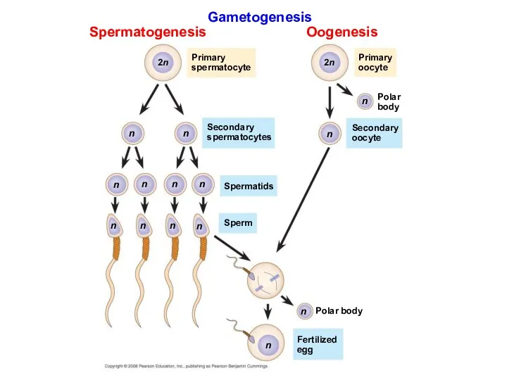 Gametogenesis Spermatogenesis Oogenesis Primary spermatocyte Primary oocyte Polar body Secondary