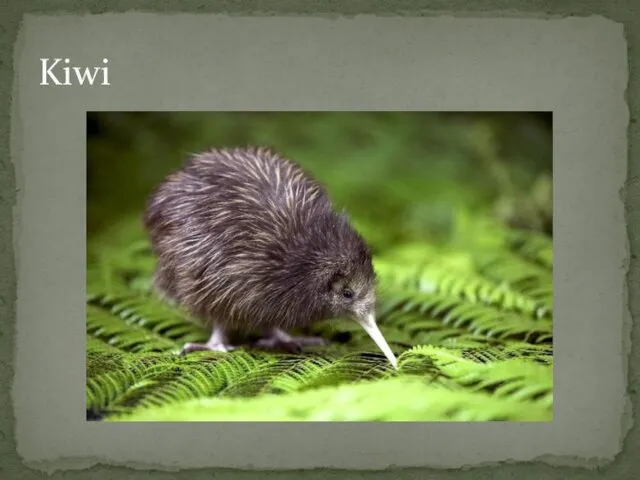 Kiwi