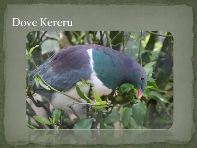 Dove Kereru