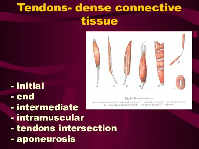 Tendons- dense connective tissue - initial - end - intermediate