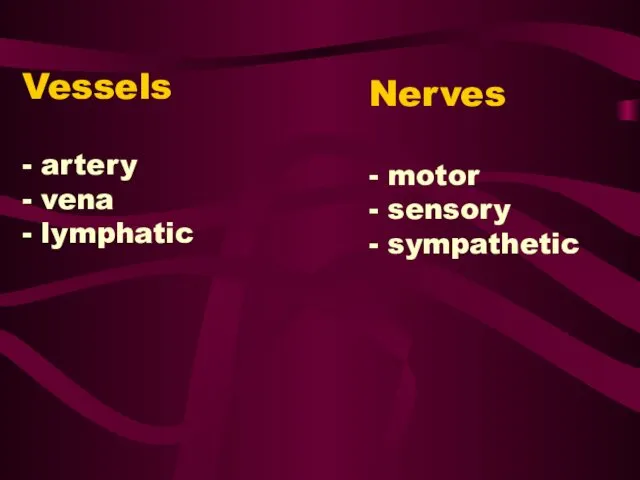 Nerves - motor - sensory - sympathetic Vessels - artery - vena - lymphatic