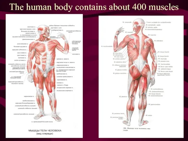 The human body contains about 400 muscles