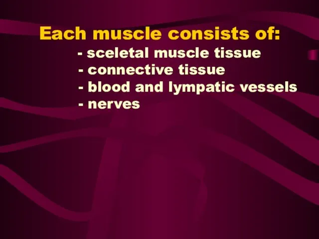 Each muscle consists of: - sceletal muscle tissue - connective