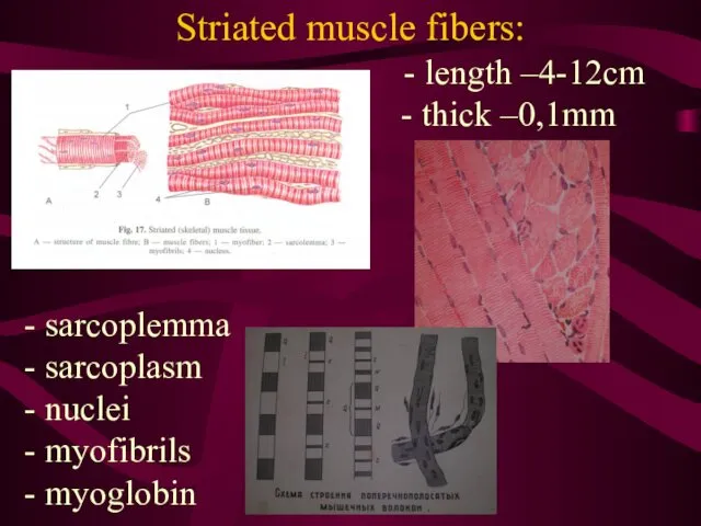 Striated muscle fibers: - length –4-12сm - thick –0,1mm -