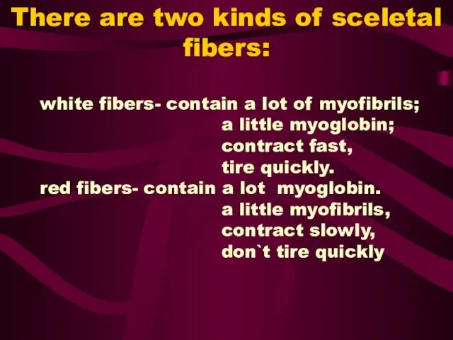 There are two kinds of sceletal fibers: white fibers- contain