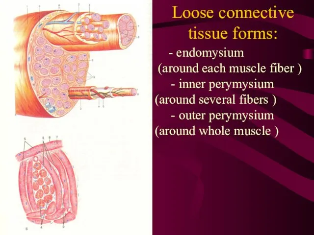 Loose connective tissue forms: - endomysium (around each muscle fiber