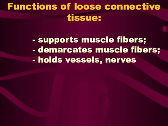 Functions of loose connective tissue: - supports muscle fibers; -