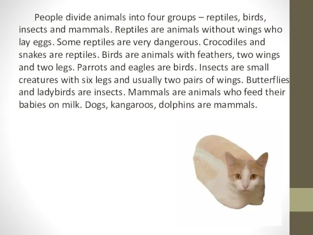 People divide animals into four groups – reptiles, birds, insects
