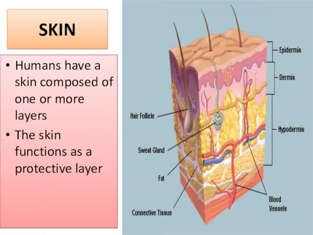 SKIN Humans have a skin composed of one or more