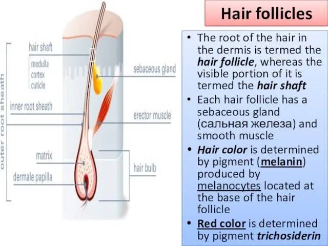 Hair follicles The root of the hair in the dermis