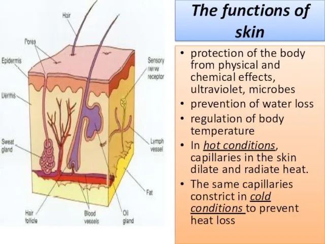 The functions of skin protection of the body from physical