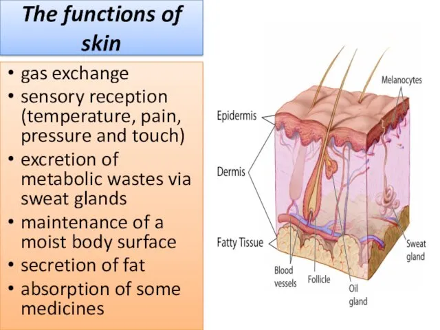 The functions of skin gas exchange sensory reception (temperature, pain,