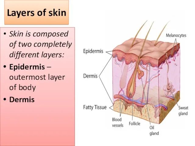 Layers of skin Skin is composed of two completely different