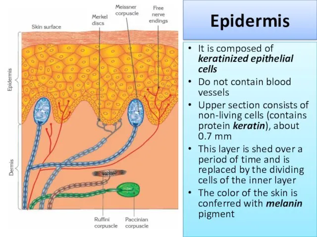 Epidermis It is composed of keratinized epithelial cells Do not