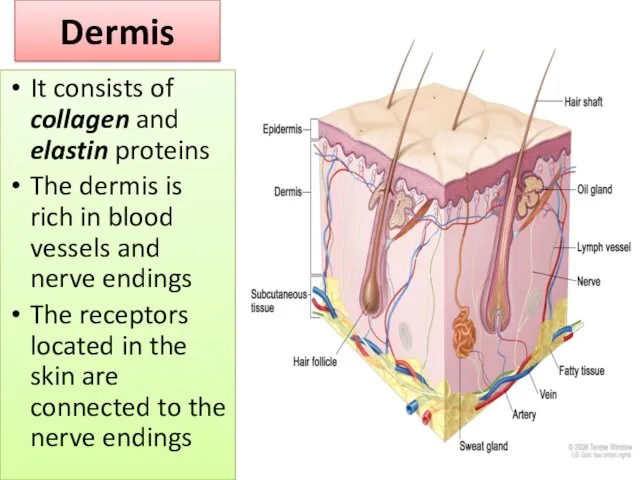 Dermis It consists of collagen and elastin proteins The dermis