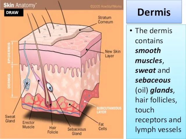 Dermis The dermis contains smooth muscles, sweat and sebaceous (oil)