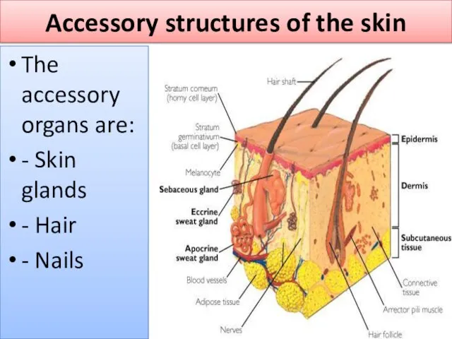 Accessory structures of the skin The accessory organs are: - Skin glands - Hair - Nails