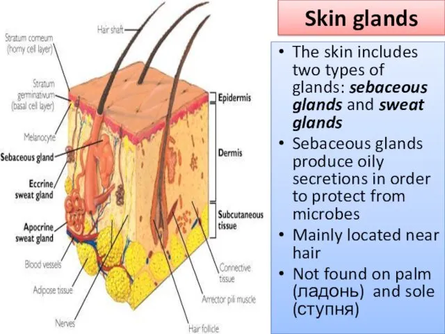 Skin glands The skin includes two types of glands: sebaceous