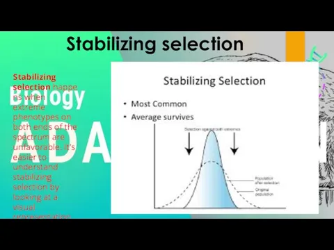 Stabilizing selection Stabilizing selection happens when extreme phenotypes on both