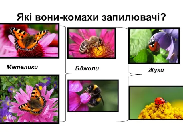 Які вони-комахи запилювачі? Метелики Бджоли Жуки