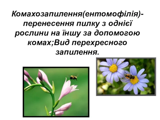 Комахозапилення(ентомофілія)-перенесення пилку з однієї рослини на їншу за допомогою комах;Вид перехресного запилення.