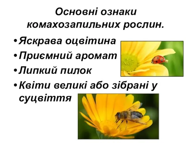 Основні ознаки комахозапильних рослин. Яскрава оцвітина Приємний аромат Липкий пилок Квіти великі або зібрані у суцвіття