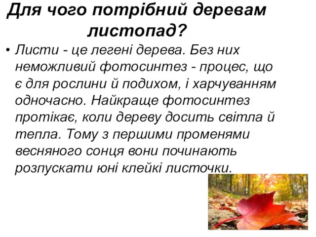 Для чого потрібний деревам листопад? Листи - це легені дерева.