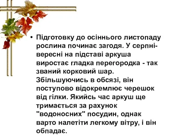 Підготовку до осіннього листопаду рослина починає загодя. У серпні-вересні на