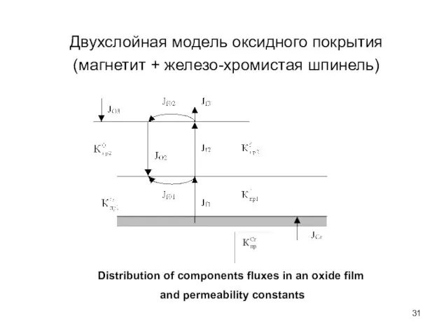 Distribution of components fluxes in an oxide film and permeability