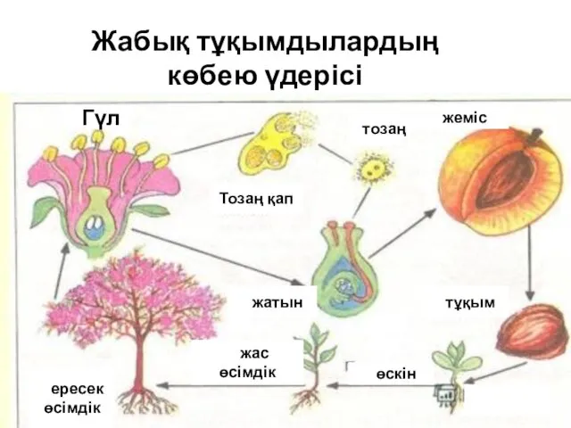 Жабық тұқымдылардың көбею үдерісі гГүл Тозаң қап Ттозаң жжеміс жжатын ттұқым Еересек өсімдік Жжас өсімдік өөскін