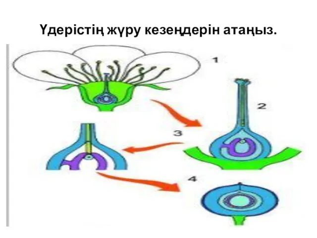 Үдерістің жүру кезеңдерін атаңыз.