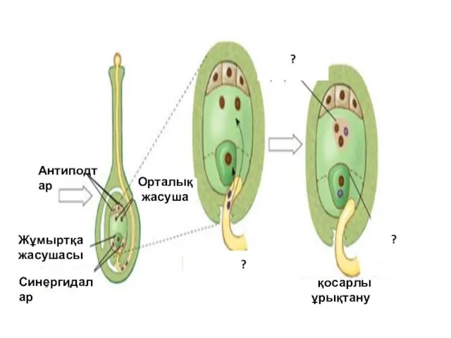 Жұмыртқа жасушасы Антиподтар Синергидалар Орталық жасуша ? ? ??? Ққосарлы ұрықтану