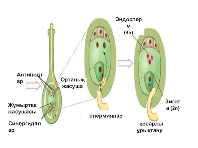 Жұмыртқа жасушасы Антиподтар Синергидалар Орталық жасуша Эндосперм (3n) Зигота (2n) вспермиялар Ққосарлы ұрықтану