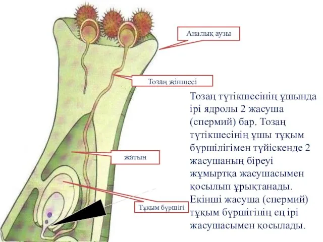 Тозаң түтікшесінің ұшында ірі ядролы 2 жасуша (спермий) бар. Тозаң