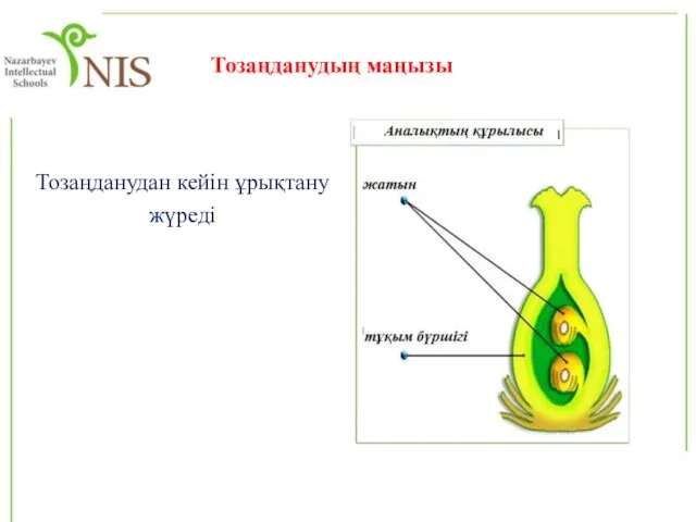 Тозаңданудан кейін ұрықтану жүреді Тозаңданудың маңызы