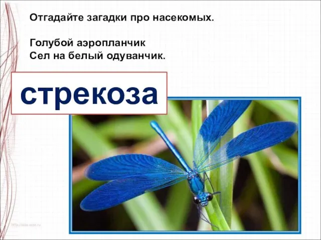 Отгадайте загадки про насекомых. Голубой аэропланчик Сел на белый одуванчик. стрекоза