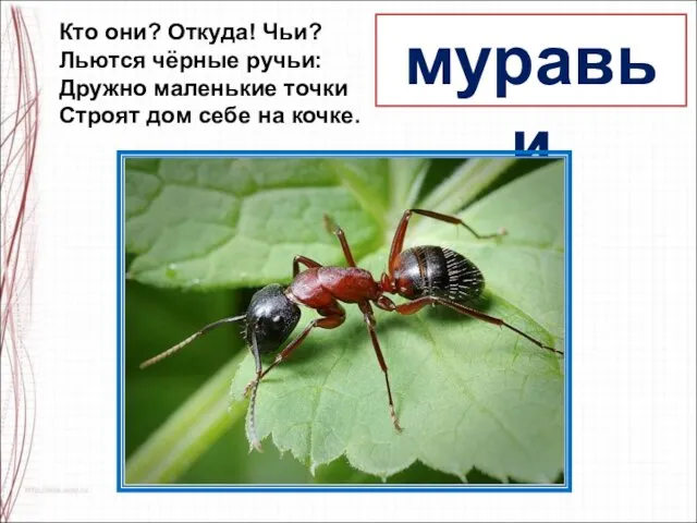 муравьи Кто они? Откуда! Чьи? Льются чёрные ручьи: Дружно маленькие точки Строят дом себе на кочке.