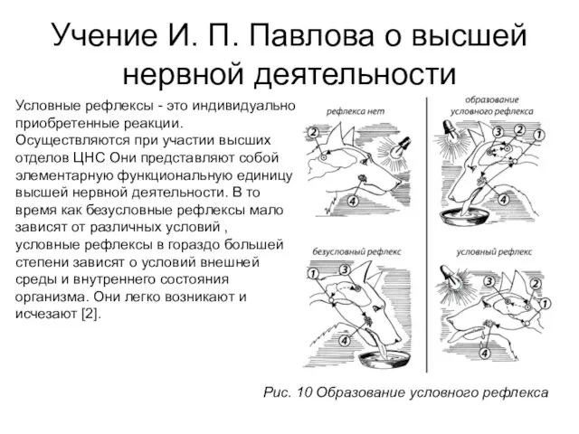 Учение И. П. Павлова о высшей нервной деятельности Условные рефлексы