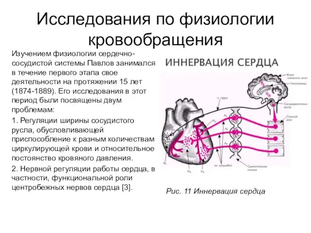 Исследования по физиологии кровообращения Изучением физиологии сердечно-сосудистой системы Павлов занимался