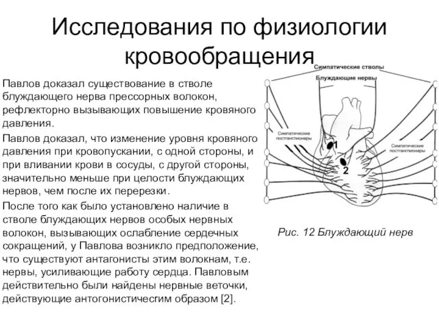 Исследования по физиологии кровообращения Павлов доказал существование в стволе блуждающего